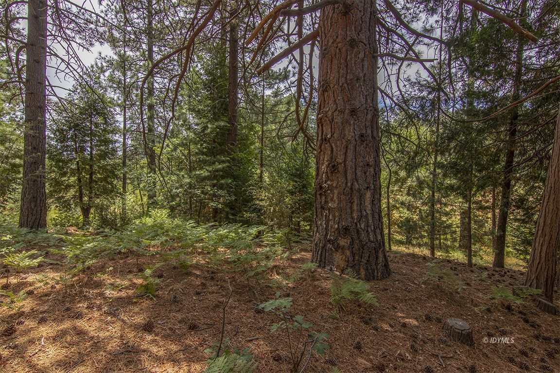 Foster Lake Road Idyllwild, CA 92549 - Photo 12 of 14 Untitled