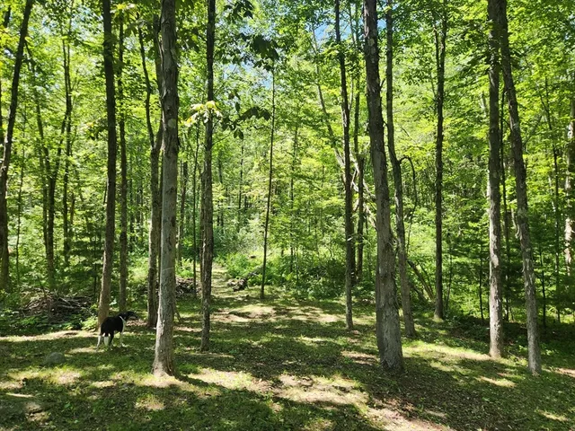 a backyard of a house with lots of green space