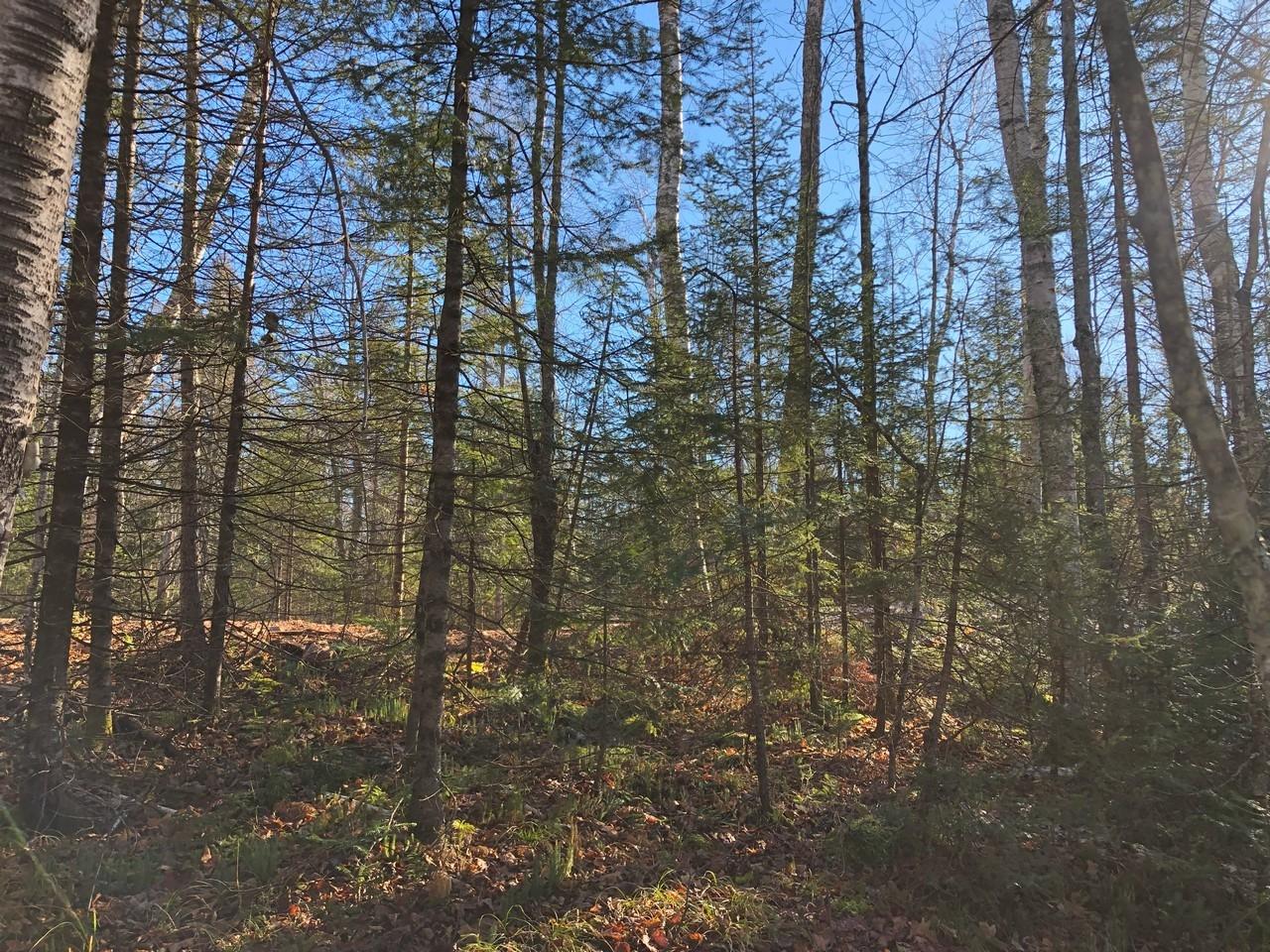 Off East Bay Road, Unit LOT 5 Presque Isle, WI 54557 - Photo 19 of 29 Gallery Image 19