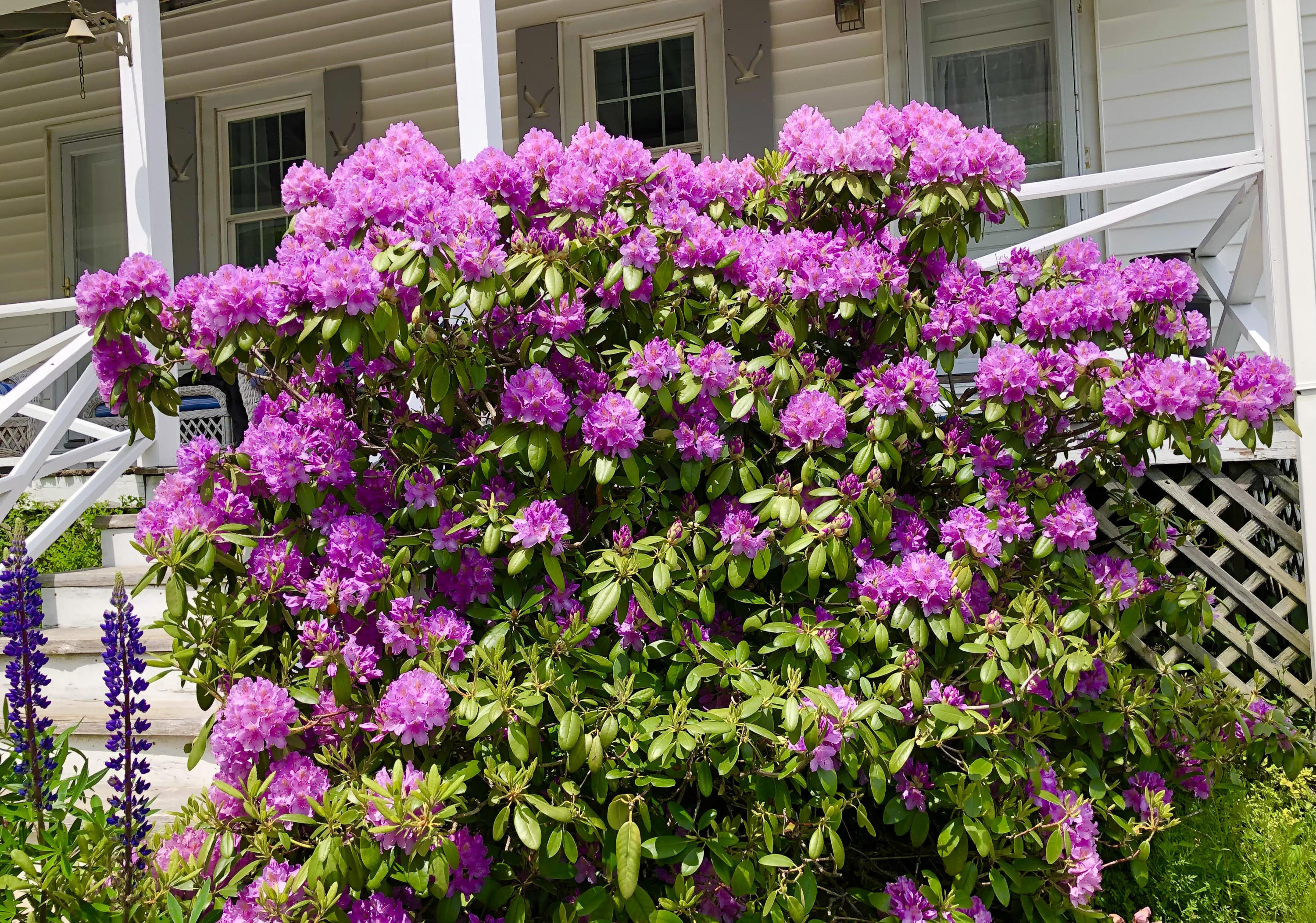 101 Hall Quarry Road Mount Desert, ME 04660 - Photo 38 of 58 In bloom!