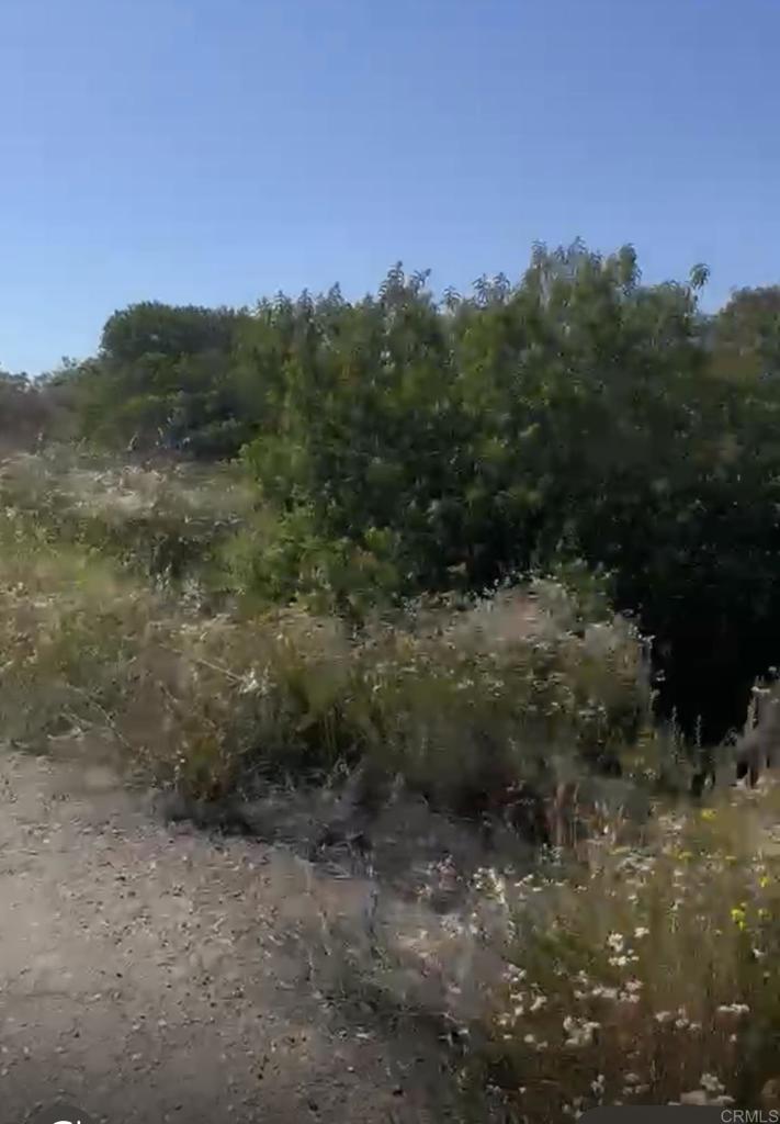 94 Campo Road Dulzura, CA 91917 - Photo 4 of 13 a view of a forest with a street