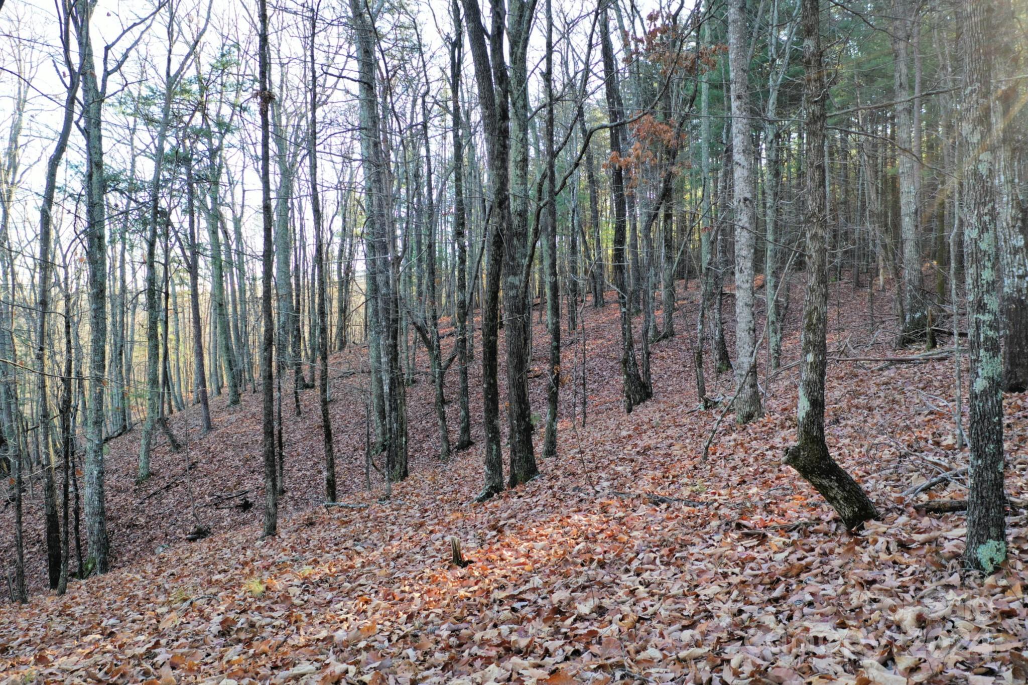 0 Fire Tower Road, Unit 17 Bostic, NC 28018 - Photo 4 of 10 Gallery Image 4