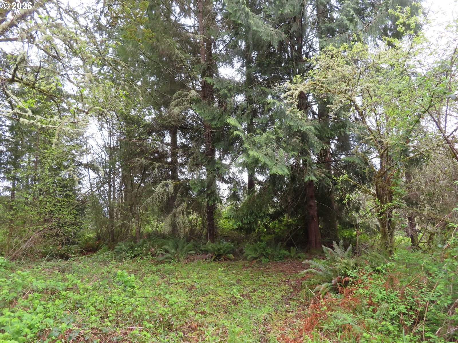 Larson Road Silver Creek, WA 98585 - Photo 8 of 26 Gallery Image 8