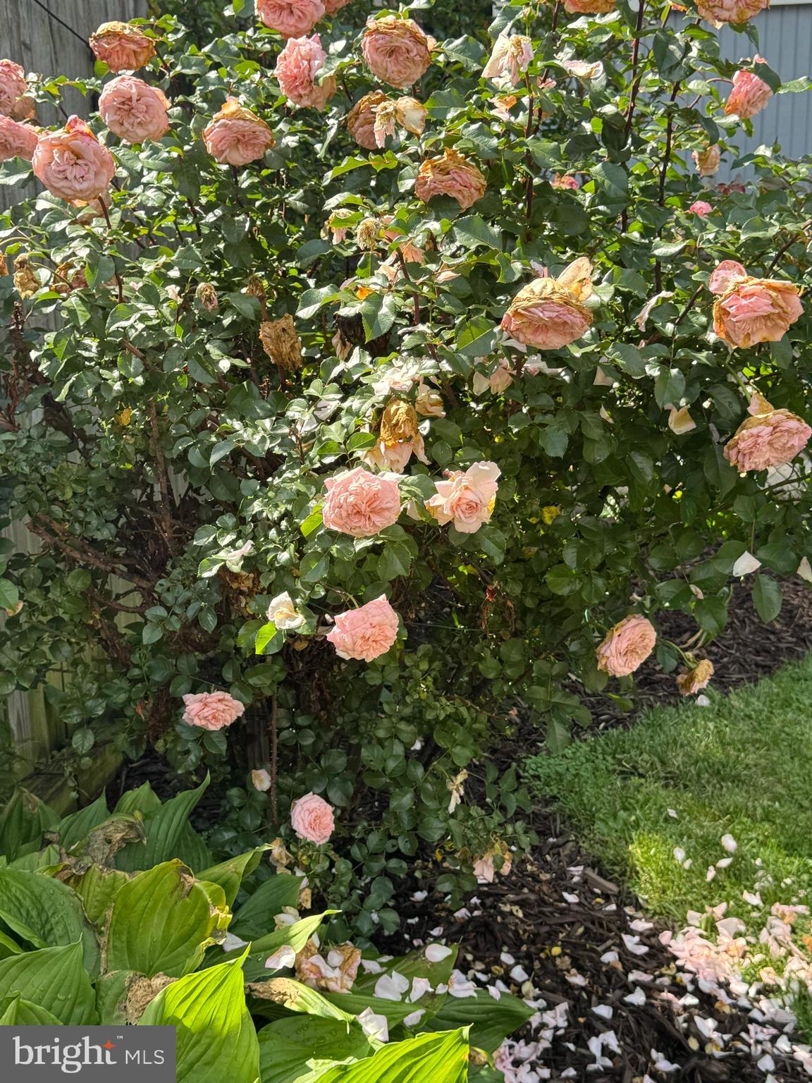 8132 Pleasant Plains Road Towson, MD 21286 - Photo 54 of 55 Roses