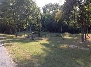 a view of a tree in the middle of a yard
