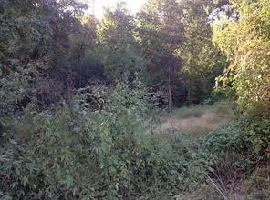 a view of a forest with trees in the background