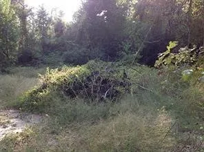 a view of flowers in a yard