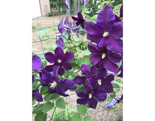 11 Dotys Mill Road Acushnet, MA 02743 - Photo 24 of 26 a view of a flower