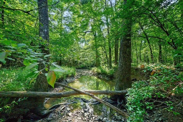 a view of a garden with plants and large trees