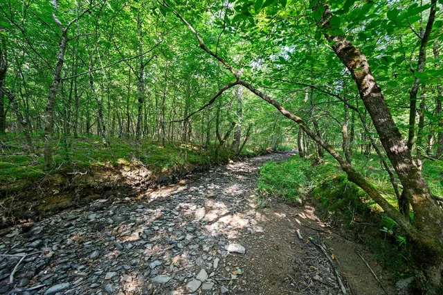 a view of a yard with large trees