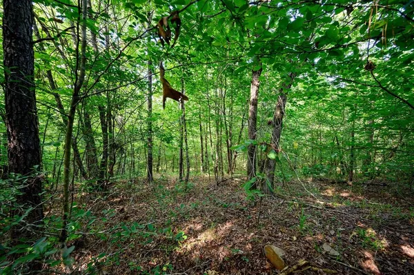 a view of a lush green forest