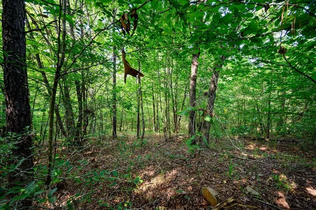 a view of a lush green forest