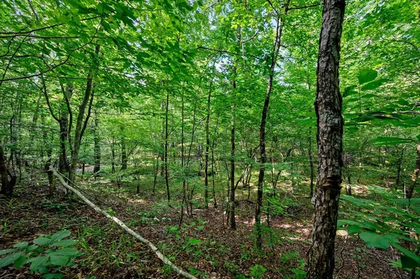 a view of a lush green forest