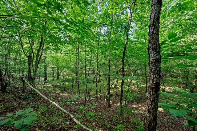 a view of a lush green forest