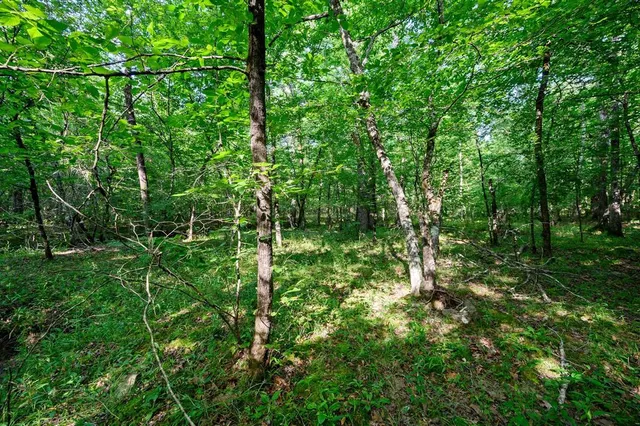 a view of a lush green forest