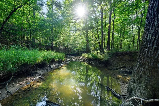 a view of a garden with plants