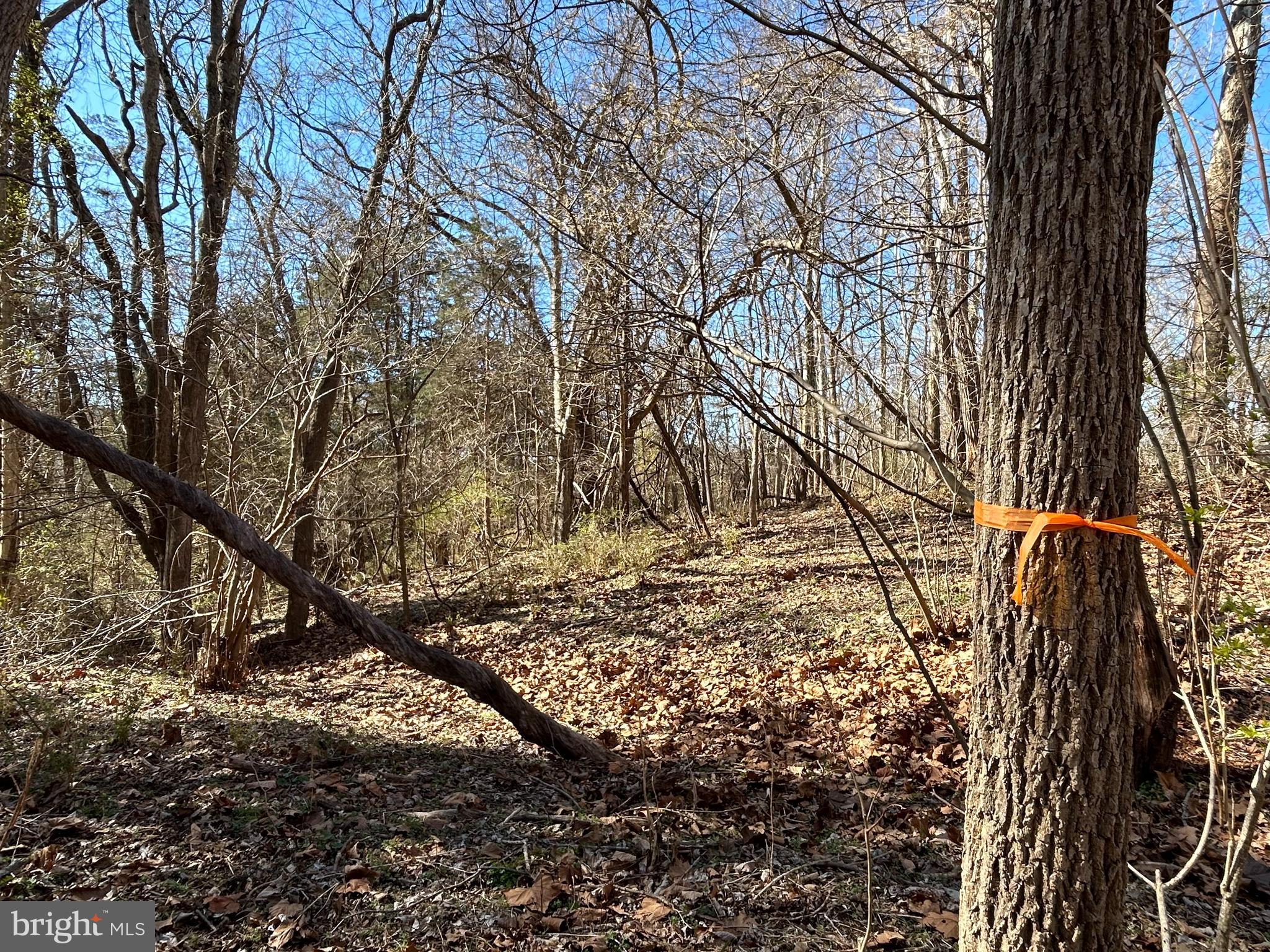 4 B Harlow Road Harpers Ferry, WV 25425 - Photo 3 of 18 orange boundary tape