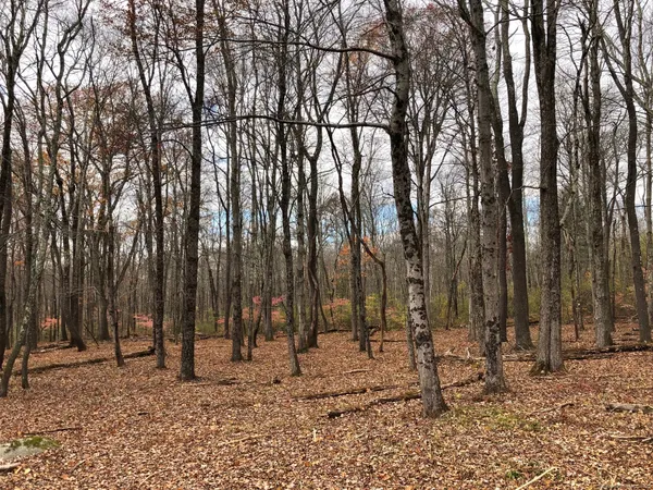 a row of trees with lots of trees