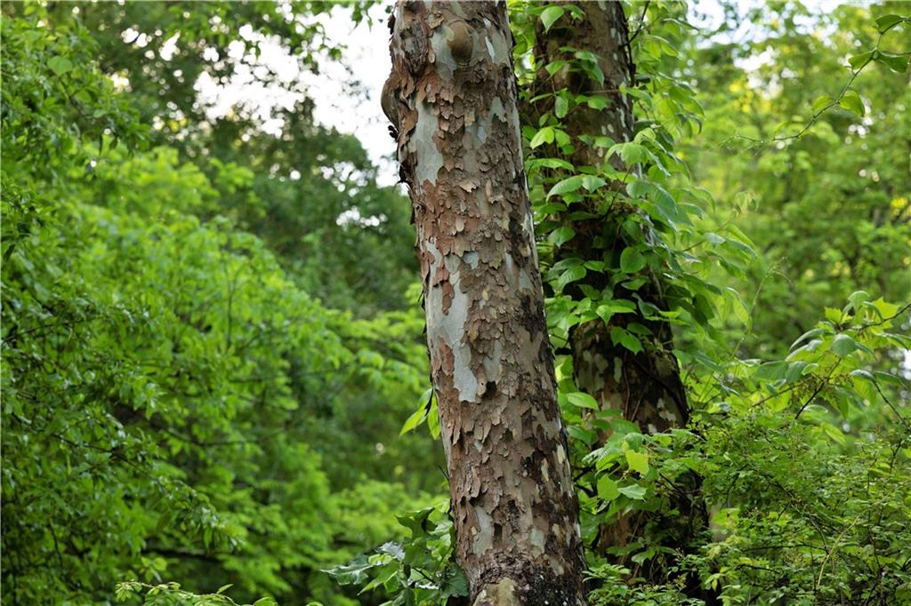 Wilderness Camp Road Lawson, MO 64062 - Photo 23 of 90