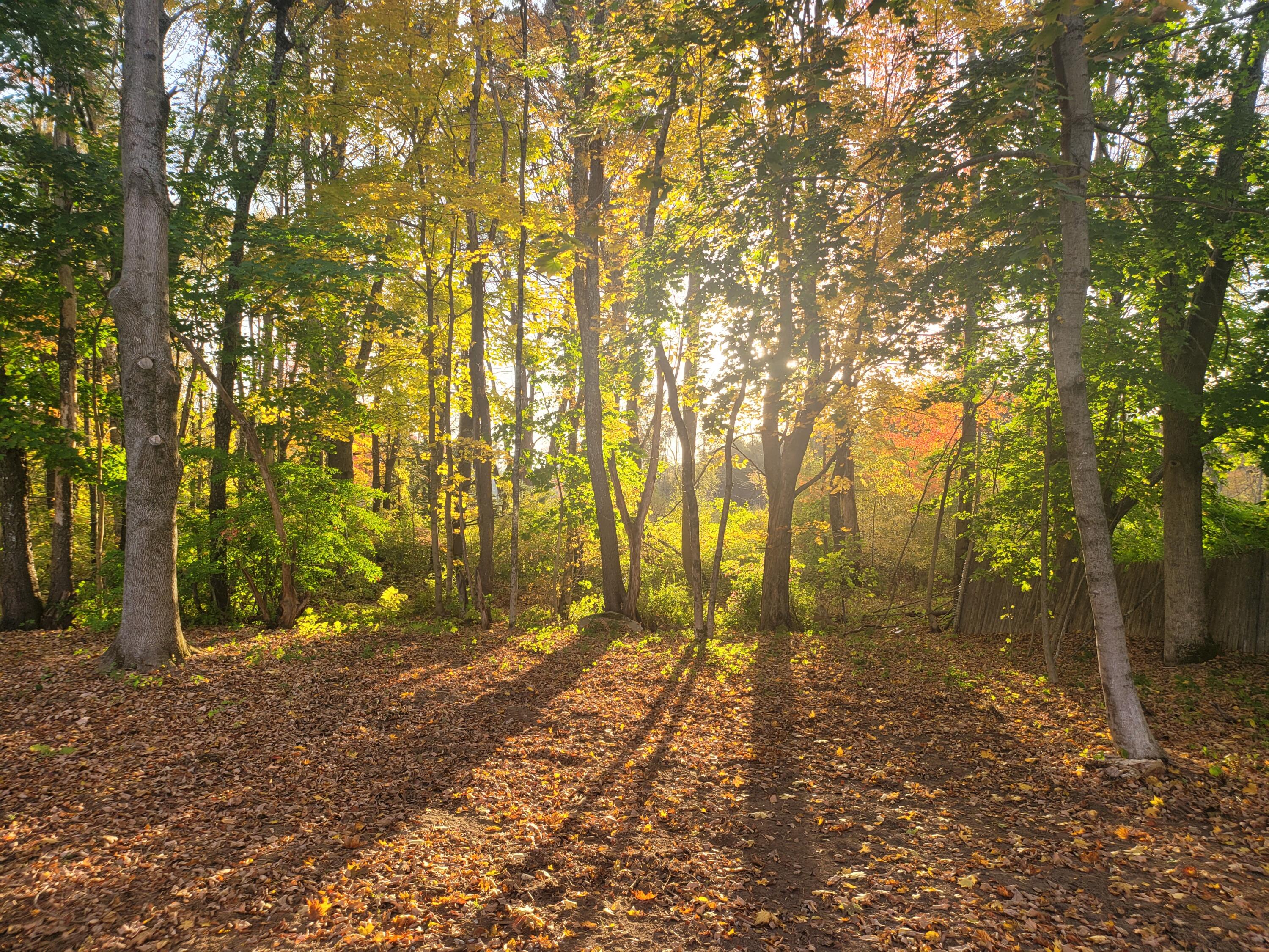 1062 Bridgton Road Westbrook, ME 04092 - Photo 27 of 28 Back Yard