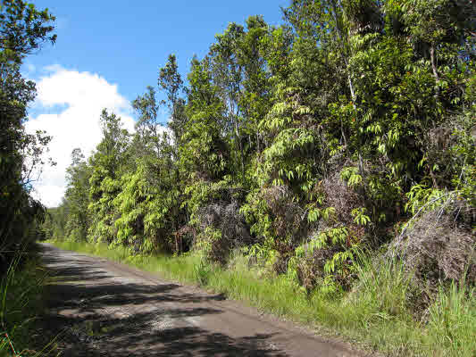 4 Noeula Road Mountain View, HI 96771 - Photo 1 of 8 Gallery Image 1