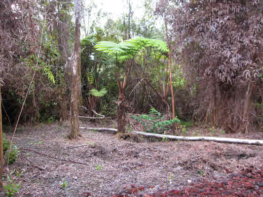 4 Noeula Road Mountain View, HI 96771 - Photo 3 of 8 Gallery Image 3