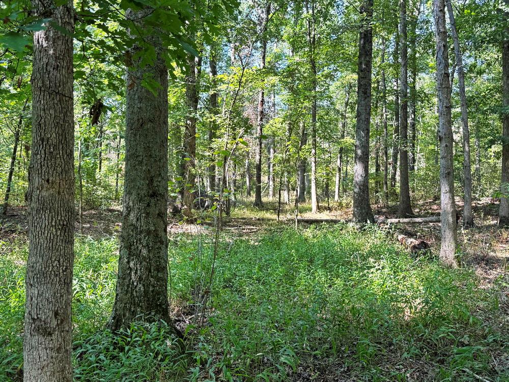 Tbd Southwest Tbd Sw 778th Road Osceola, MO 64776 - Photo 34 of 41 Gallery Image 34