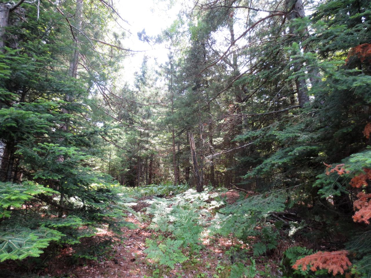 On North Drive, Unit LOT 2 Rhinelander, WI 54501 - Photo 4 of 6 Gallery Image 4