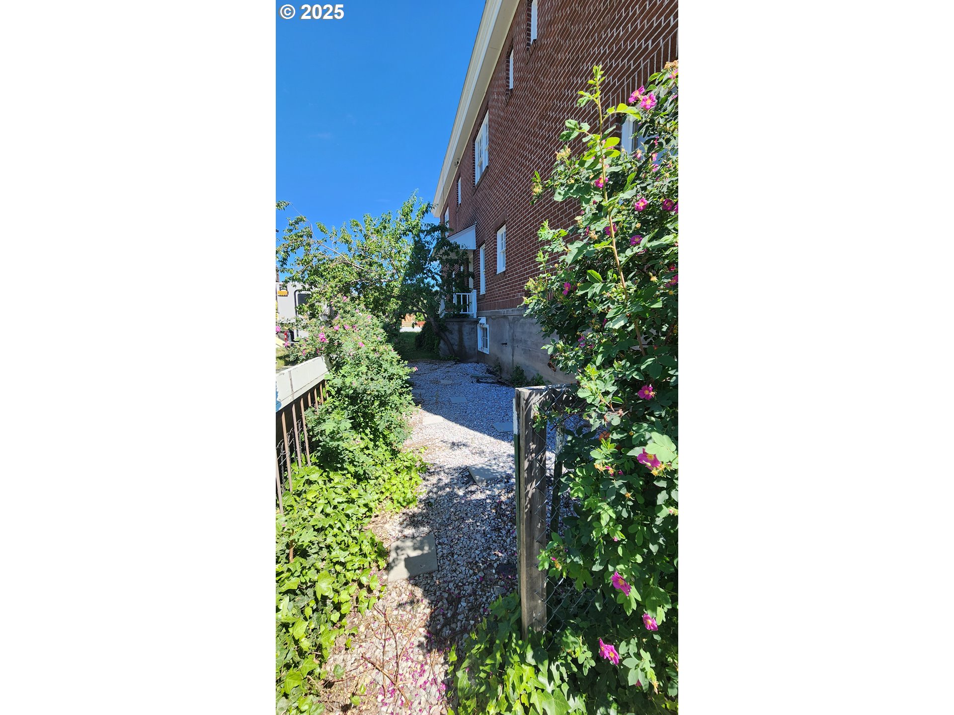 315 Gale Street Heppner, OR 97836 - Photo 40 of 44 a close up of a plant in a pot