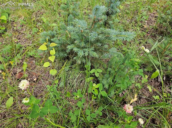 $125,000 | 702 Lake Drive West, Divide, CO 80814