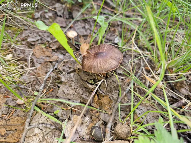 $125,000 | 702 Lake Drive West, Divide, CO 80814