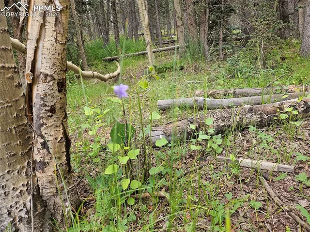 $125,000 | 702 Lake Drive West, Divide, CO 80814