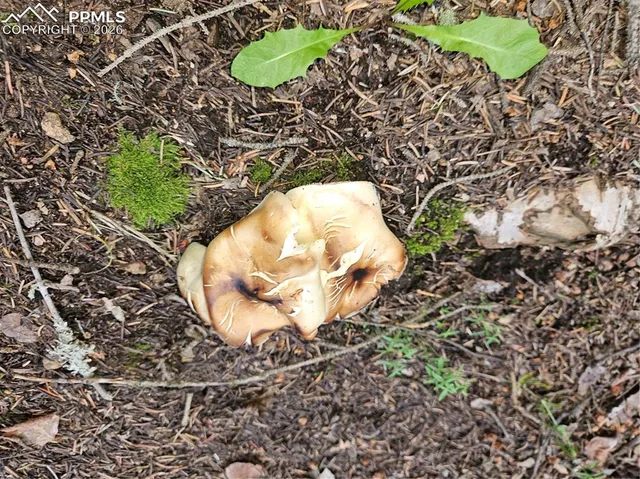 $125,000 | 702 Lake Drive West, Divide, CO 80814