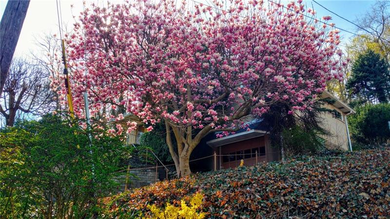 1606 Lafayette Road Pittsburgh, PA 15221 - Photo 25 of 25 The magnolia in full bloom welcoming you home!