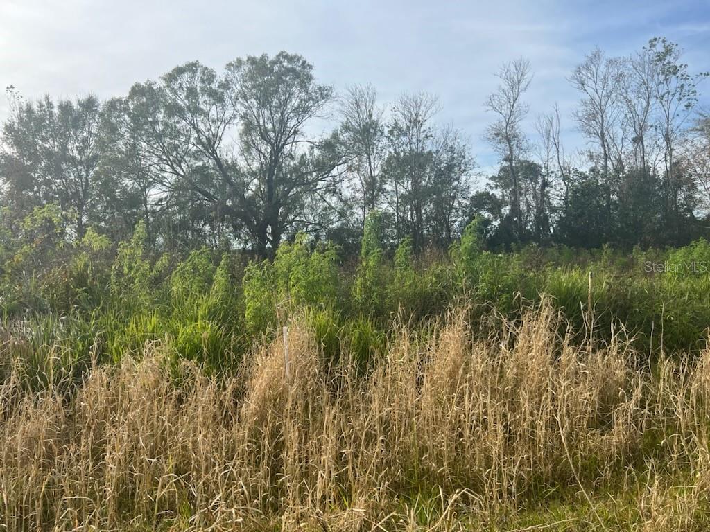 1049 Cardinal Road Wauchula, FL 33873 - Photo 1 of 1