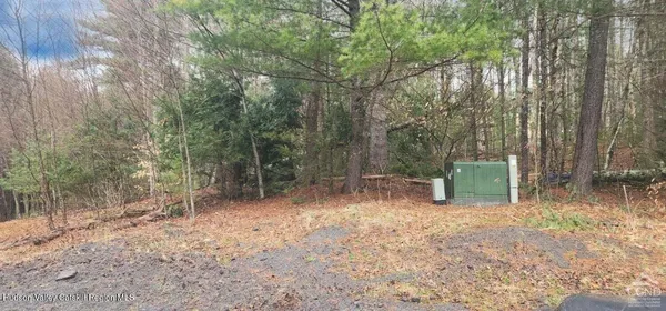 a view of a forest with trees in the background