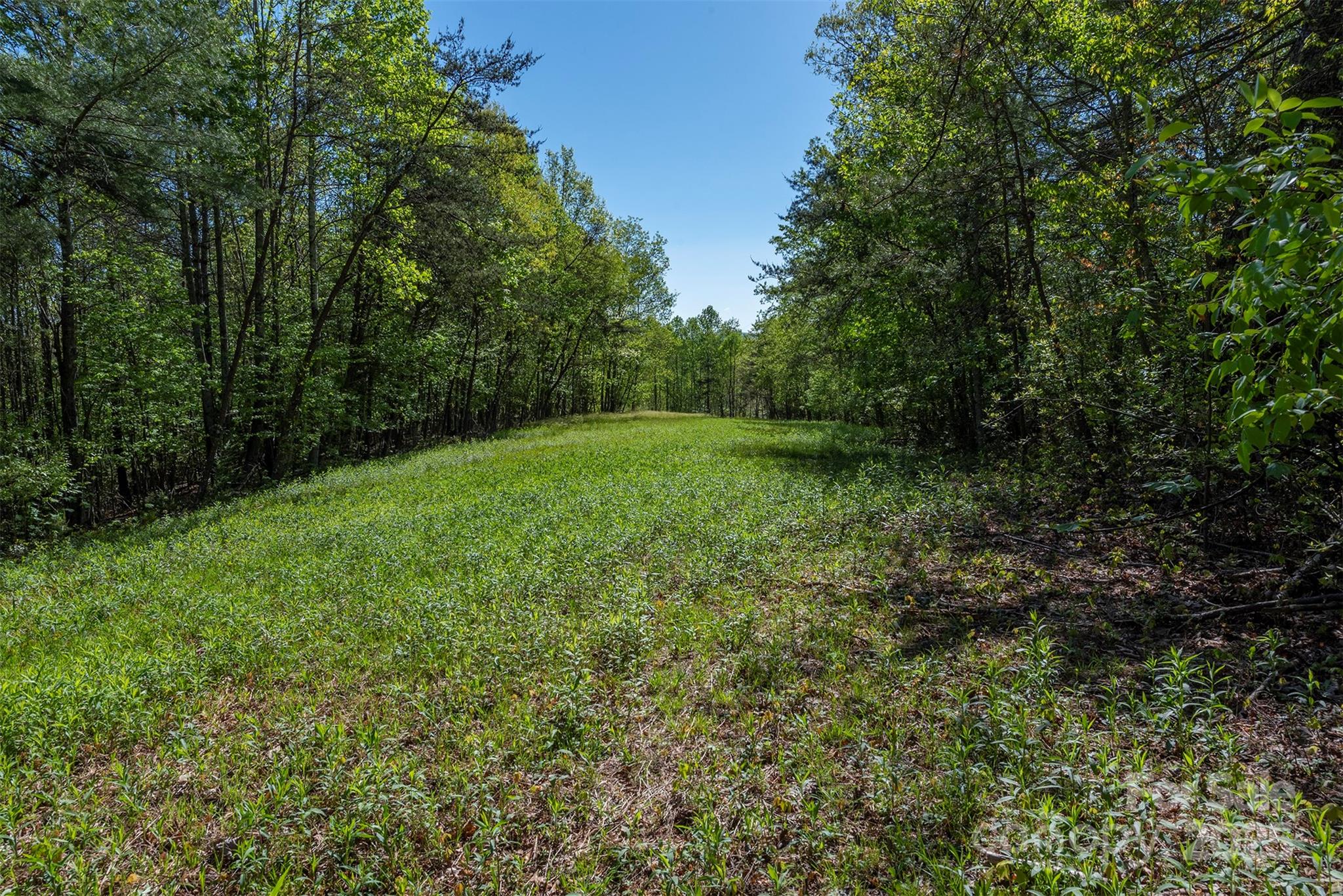 0 Thousand Oaks Drive Marion, NC 28752 - Photo 5 of 10 a view of outdoor space and yard