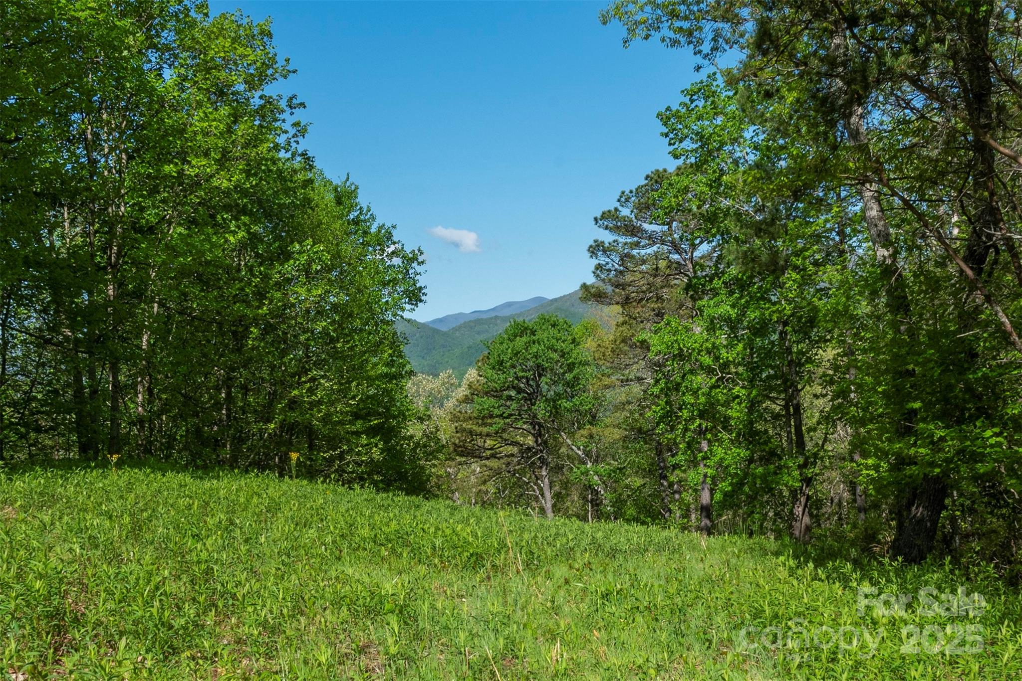0 Thousand Oaks Drive Marion, NC 28752 - Photo 6 of 10 a view of a yard with plants and a large tree