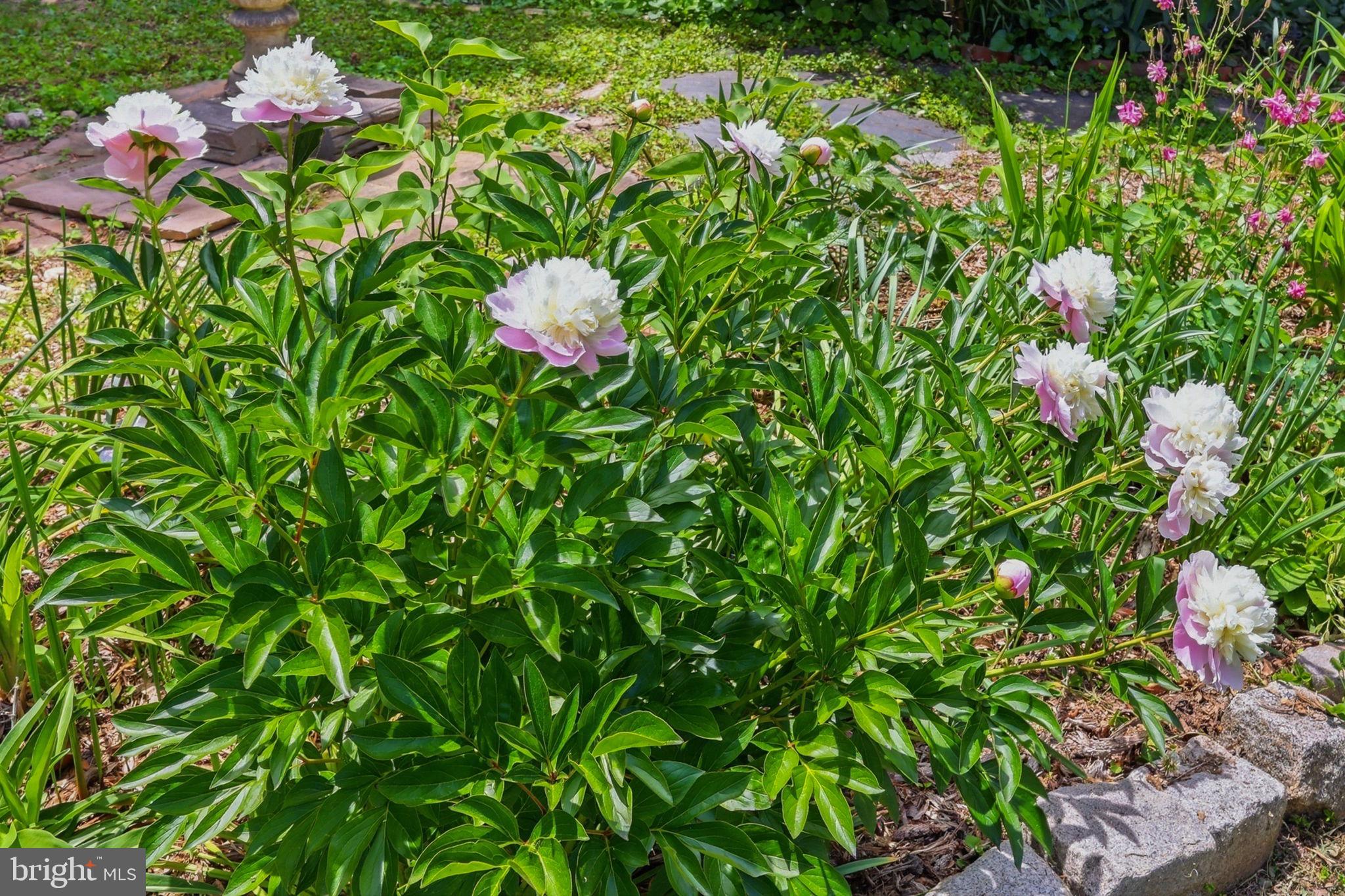 7601 Hollins Road Henrico, VA 23229 - Photo 38 of 47 a view of a flower