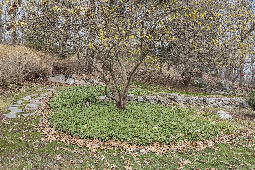 9 Carlisle Street Andover, MA 01810 - Photo 41 of 42 a view of a yard with a tree