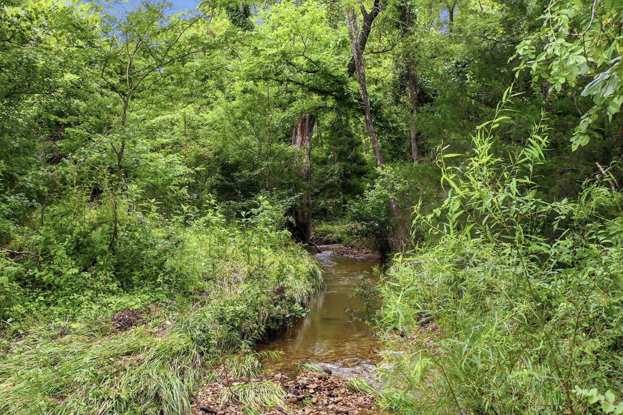 17445 East 418 Road Stockton, MO 65785 - Photo 11 of 27 118 acres