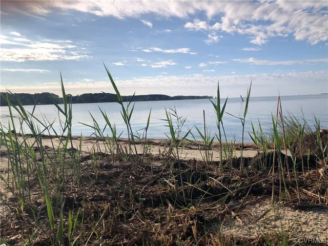 a view of a forest with trees