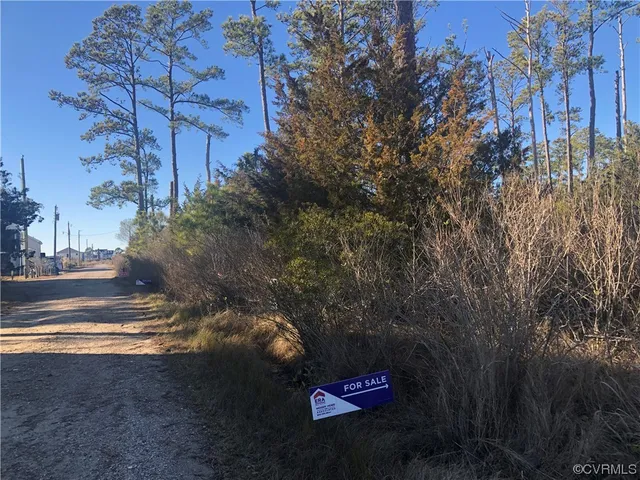 a plant in the middle of a forest