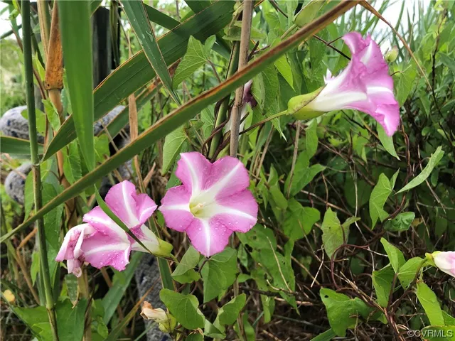 $49,950 | 6-lots On Bayshore Avenue, North, VA 23128