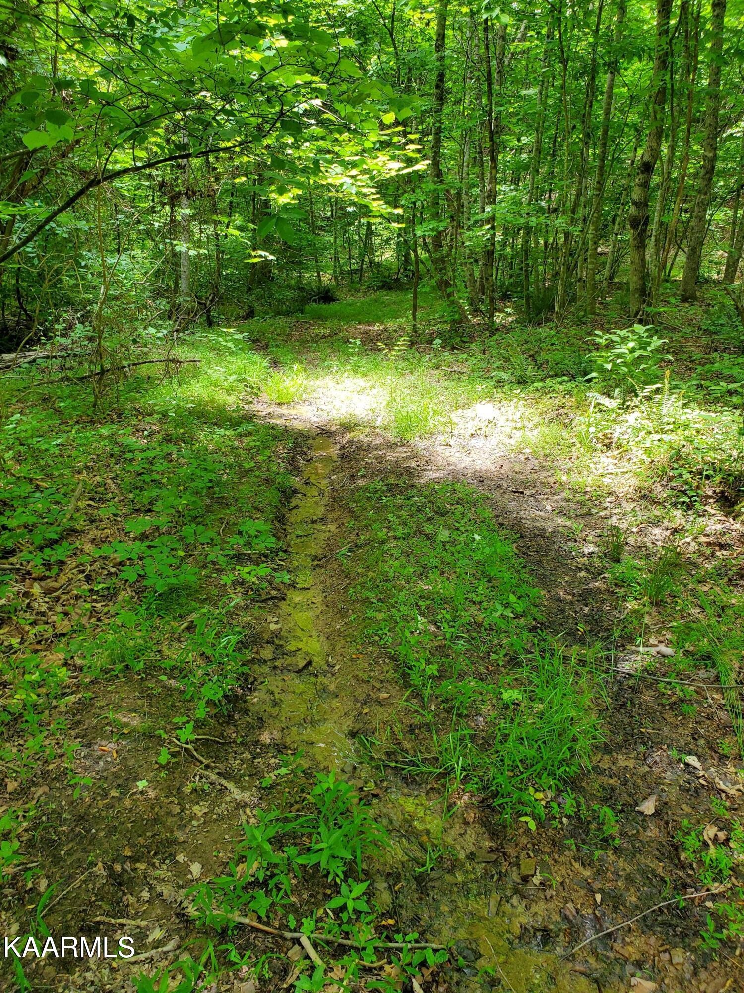 0 Lick Branch Road New Tazewell, TN 37825 - Photo 10 of 24 Gallery Image 10