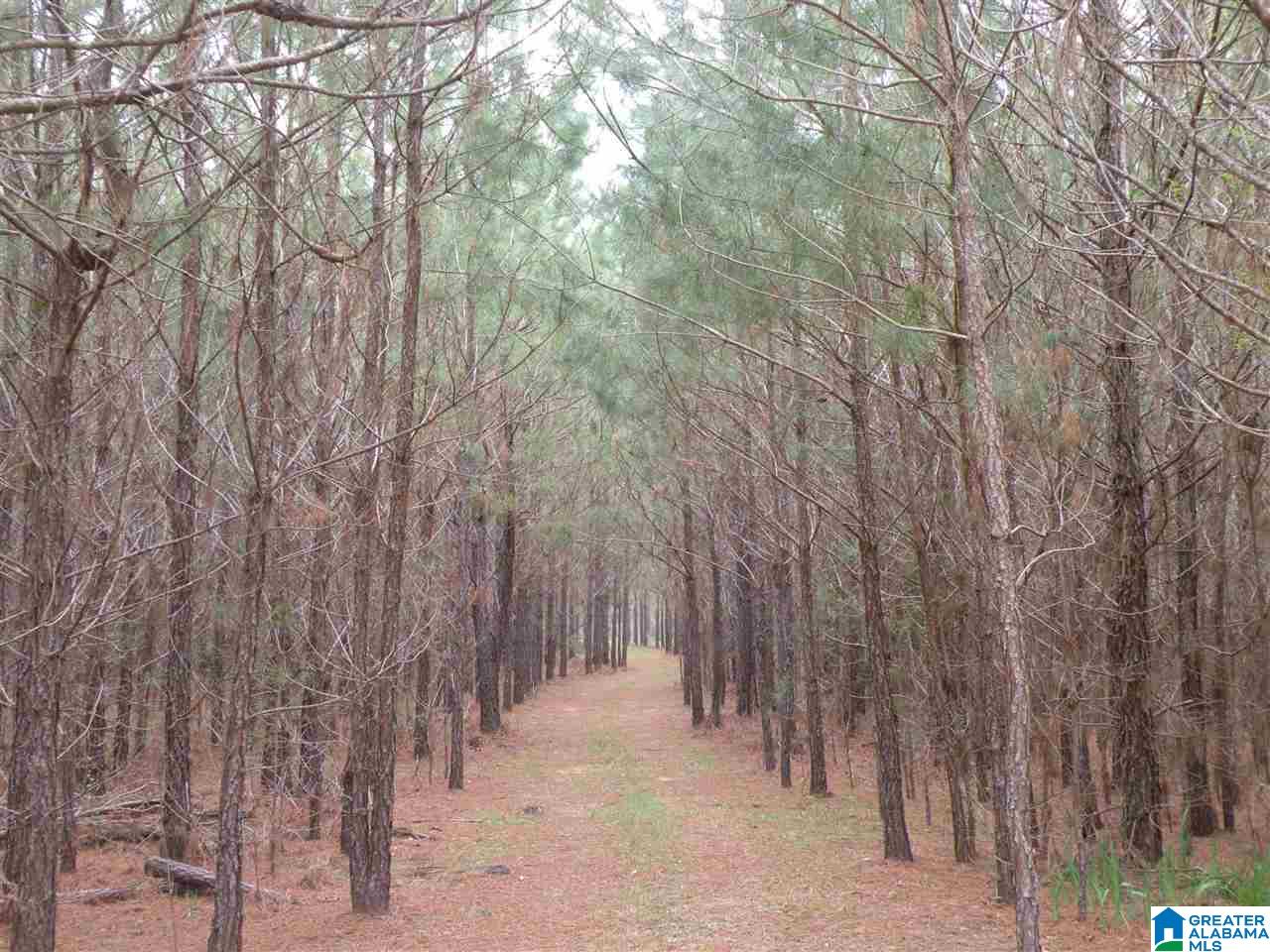 734 Branch Road Alpine, AL 35014 - Photo 27 of 33