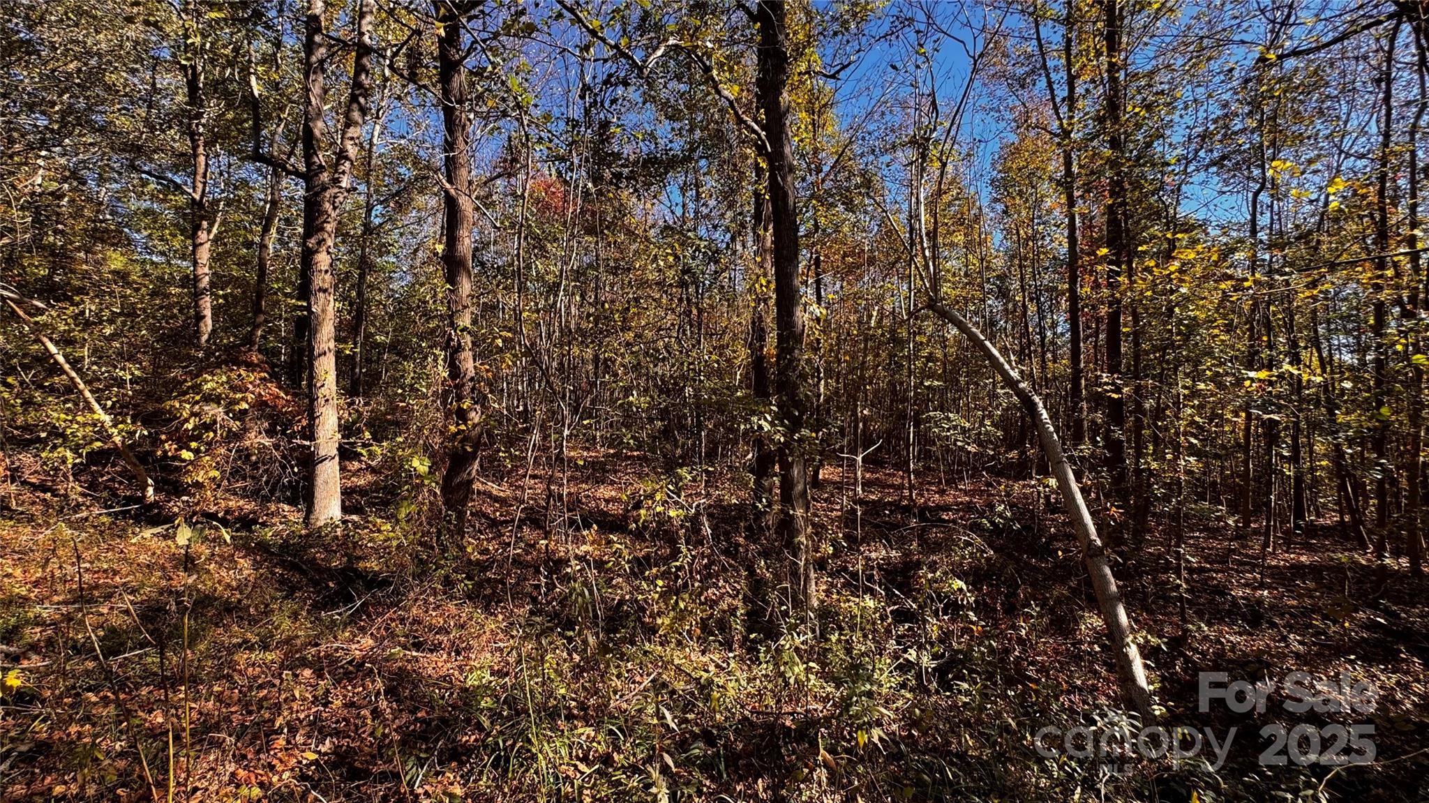 0 Dewroe Drive Morganton, NC 28655 - Photo 2 of 6 a view of a tree