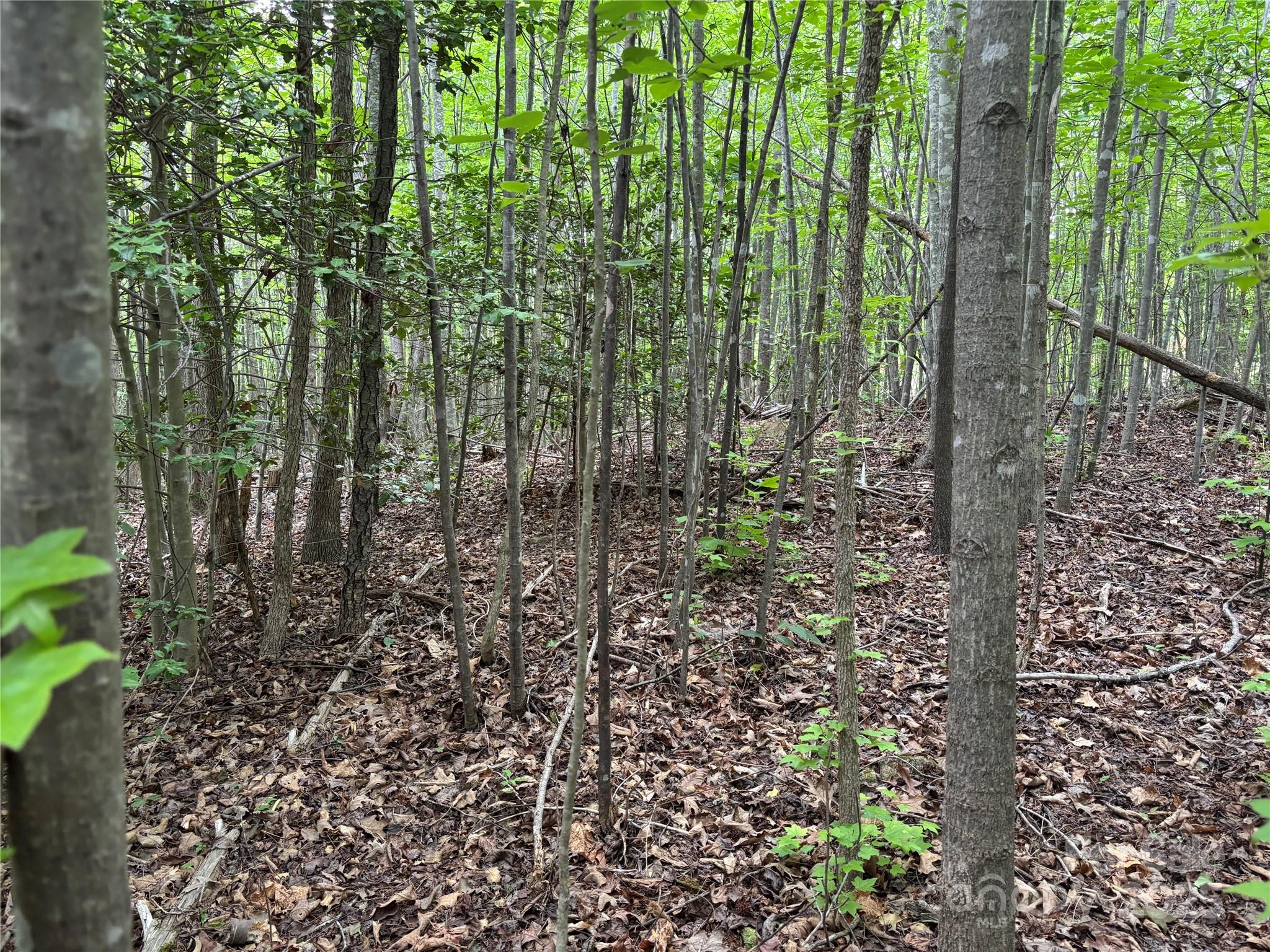 0 Dewroe Drive Morganton, NC 28655 - Photo 5 of 6 a view of forest