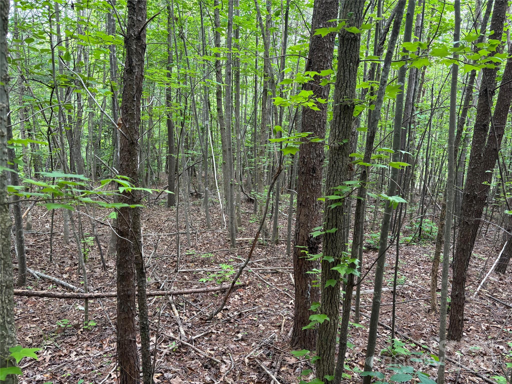 0 Dewroe Drive Morganton, NC 28655 - Photo 6 of 6 a view of a garden