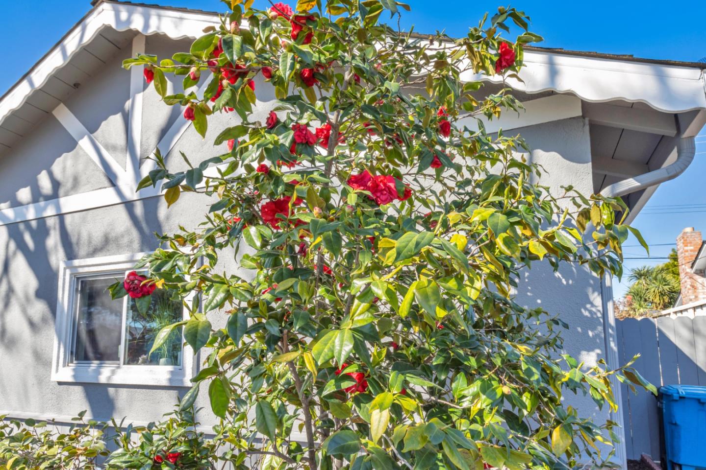 152 Brian Lane Santa Clara, CA 95051 - Photo 15 of 76 a flower plants and flowers in front of a house